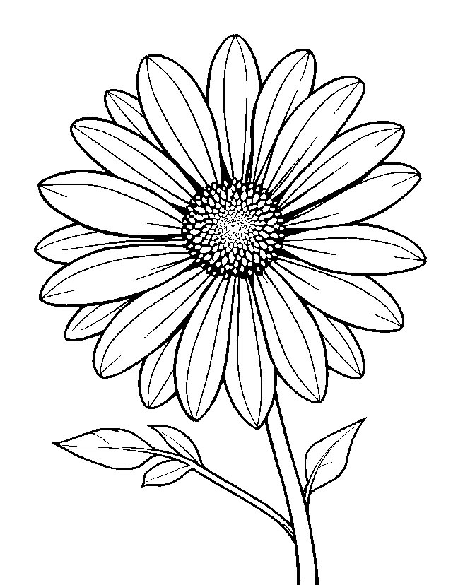 Aster flower in bloom coloring page